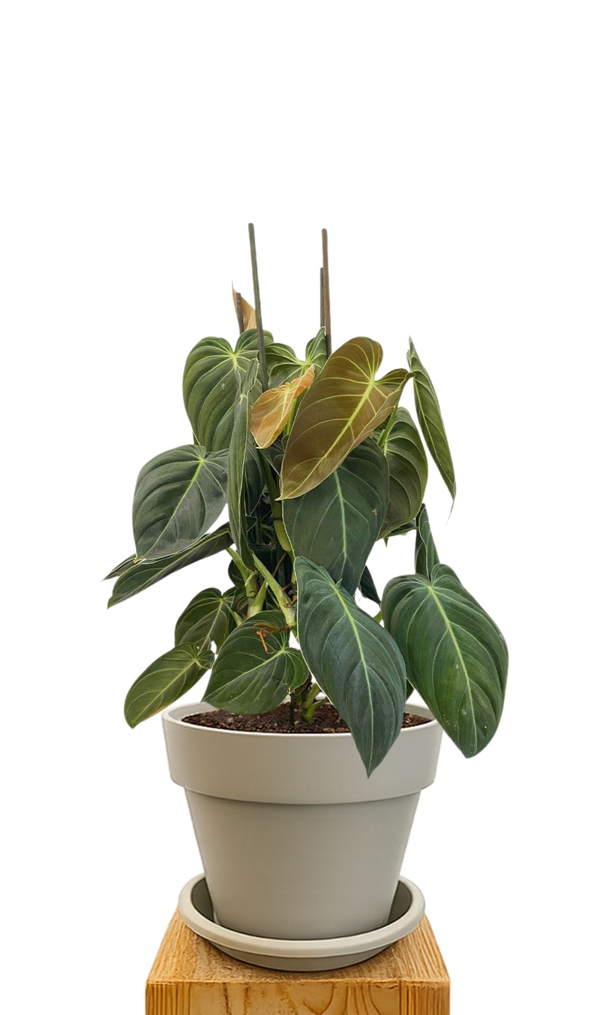 Plant kit 30 Sand